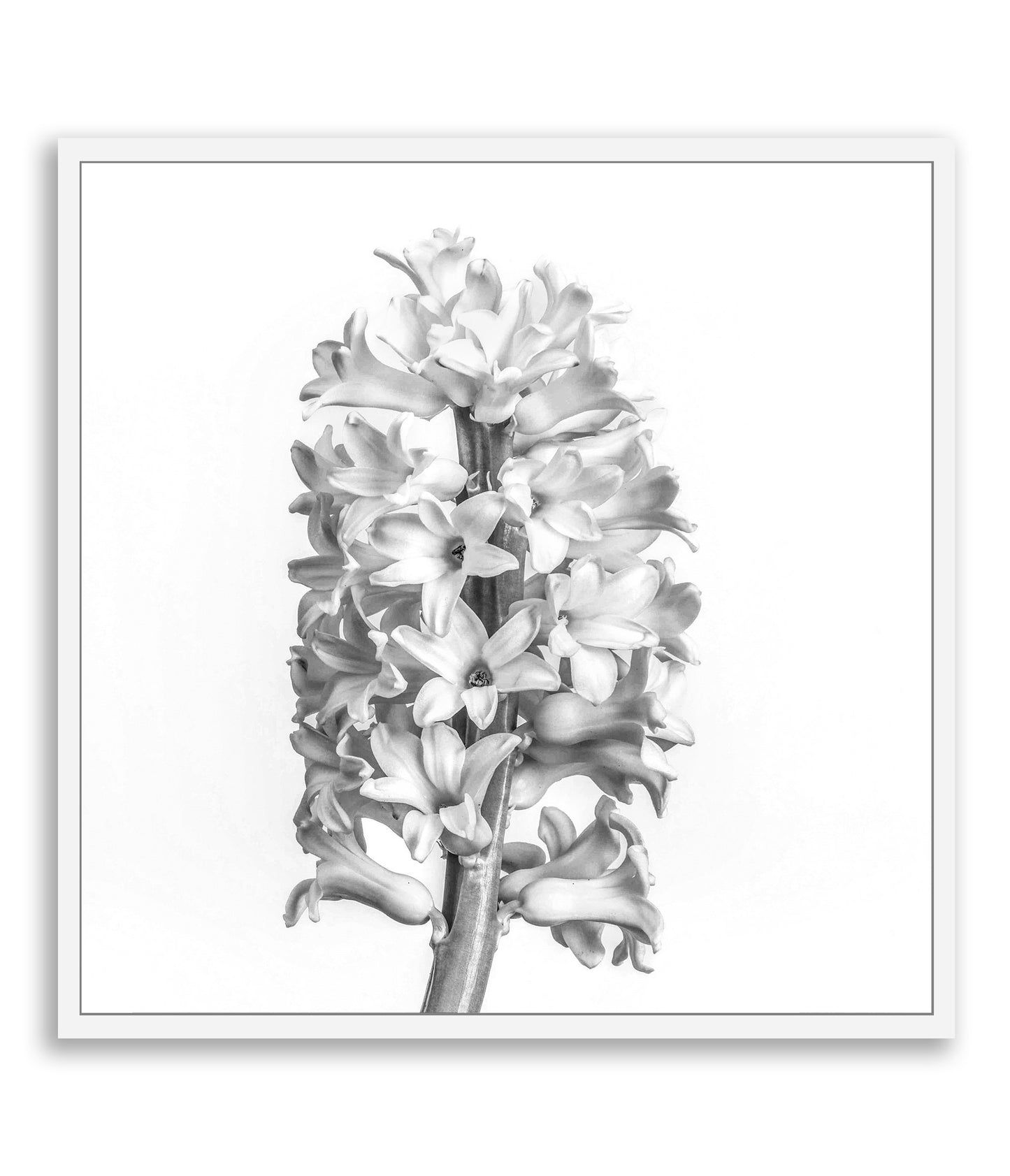 Black and White Beauty