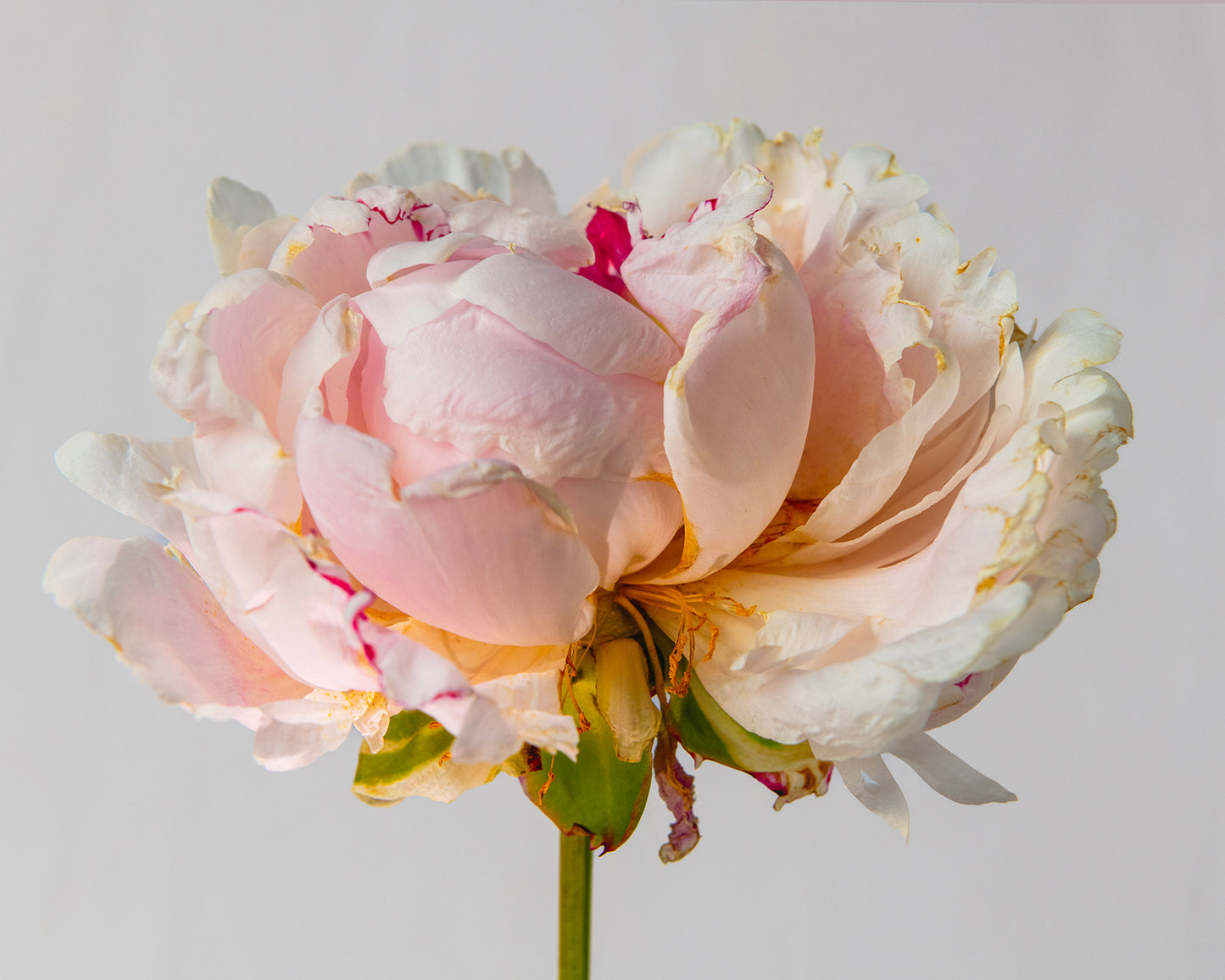 Peony Sundae