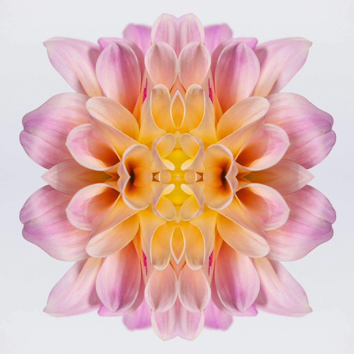 Astral Bloom