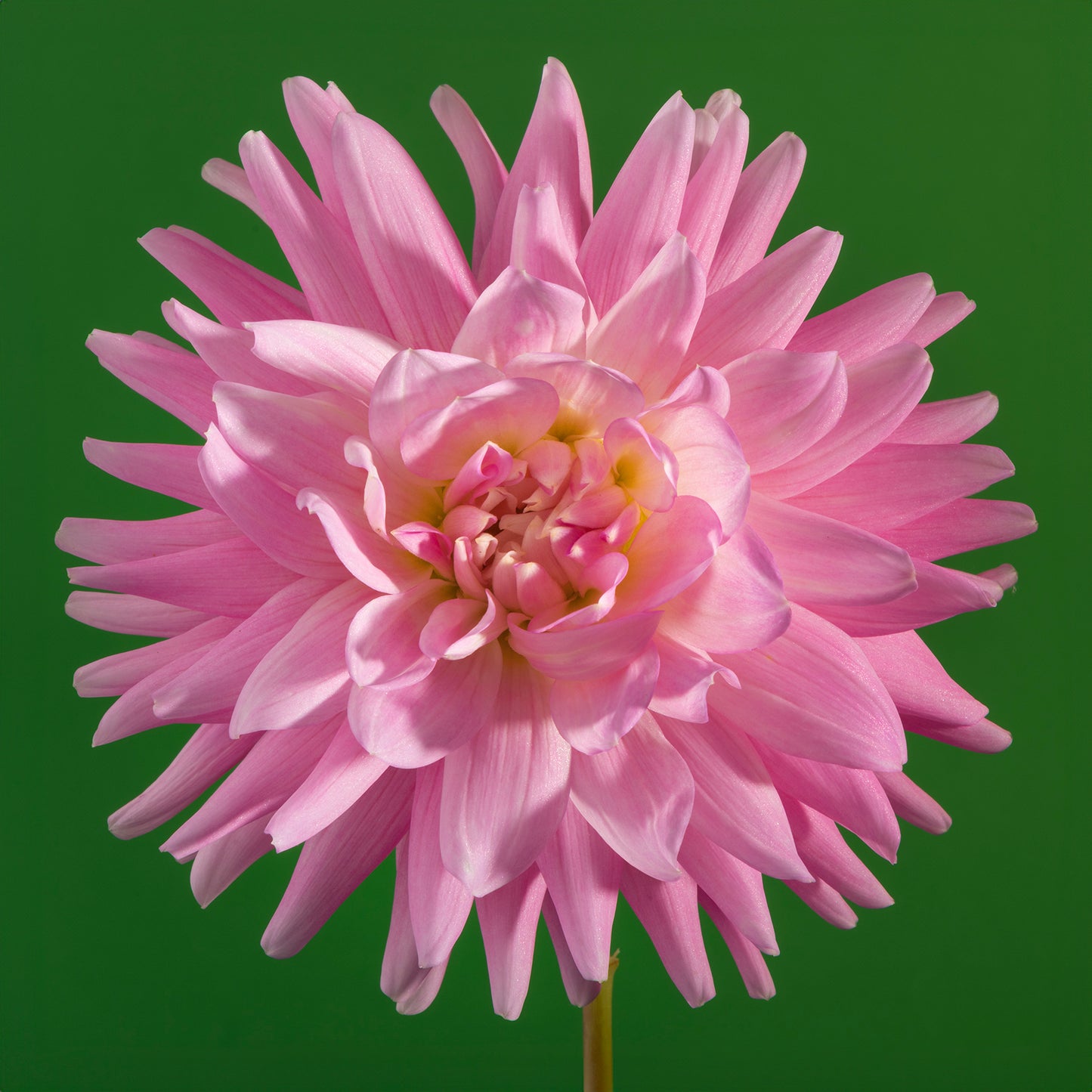 Bloom Stance