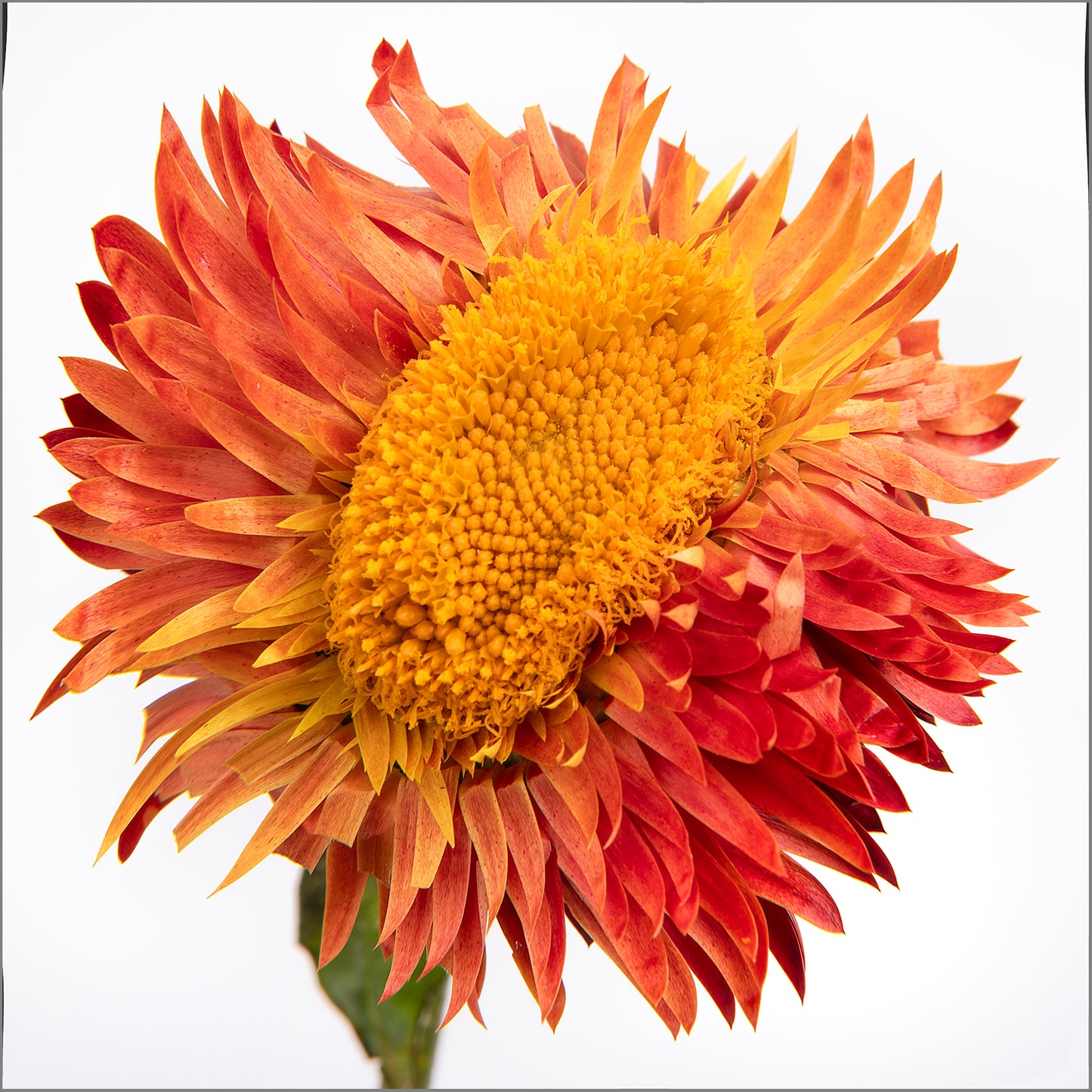 Blooming Rebel