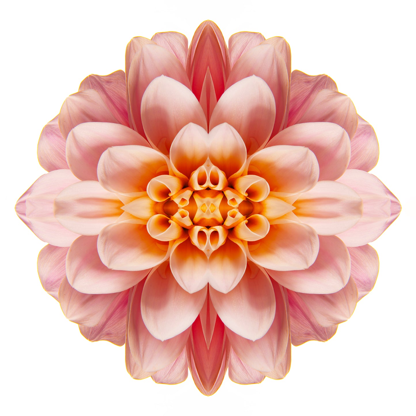 Celestial Elegance