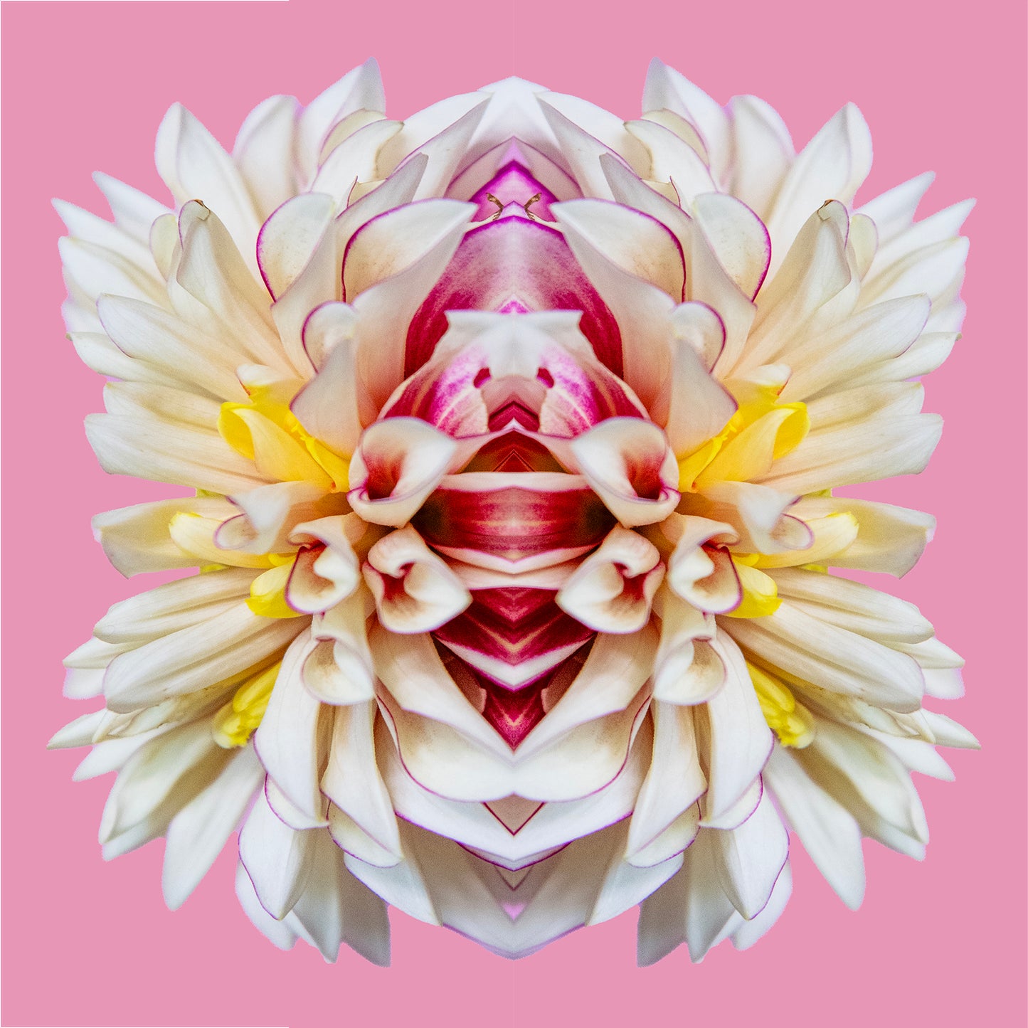 Galactic Petals