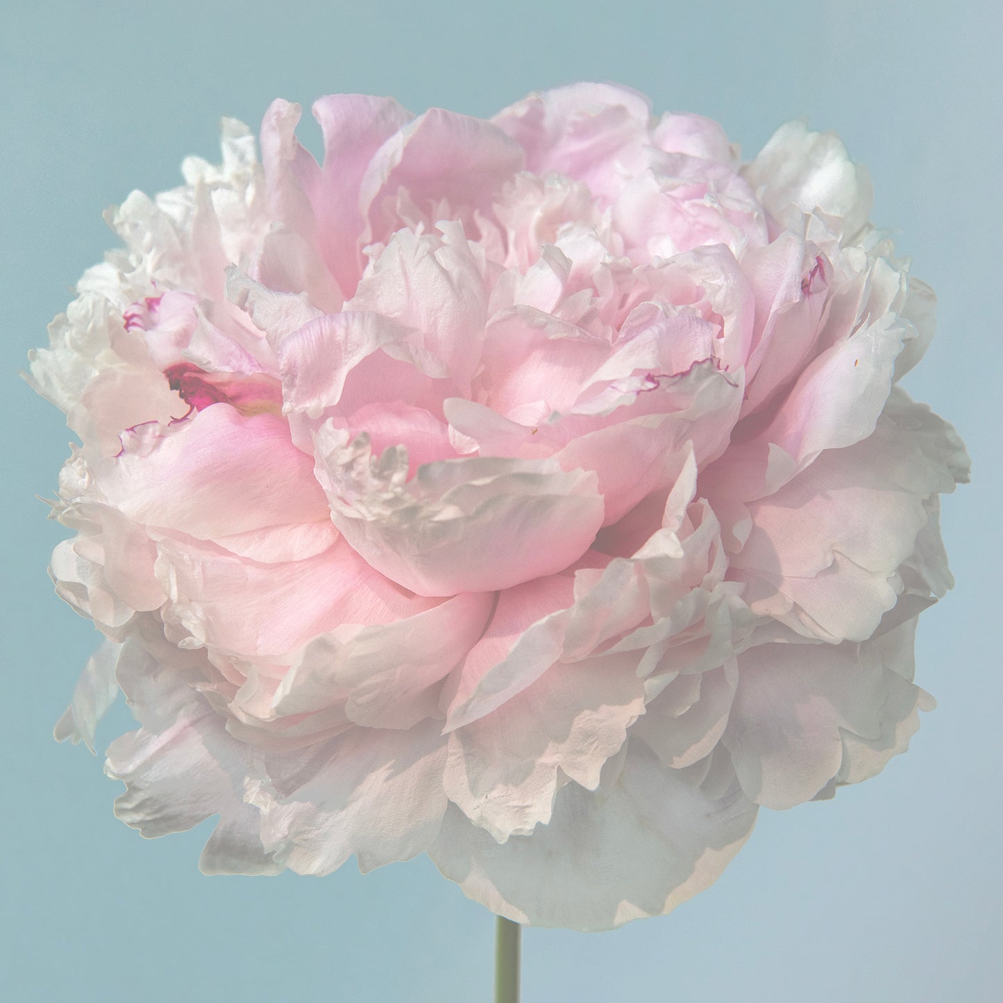 Pastry Petals