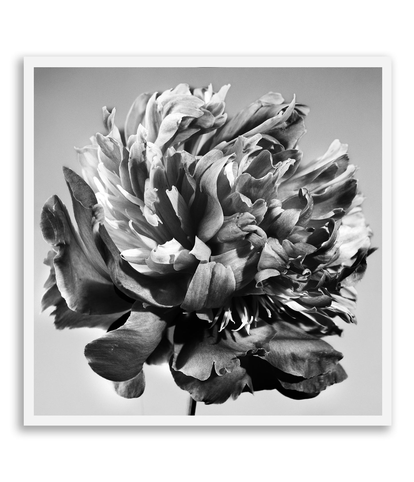 Unvarnished Elegance