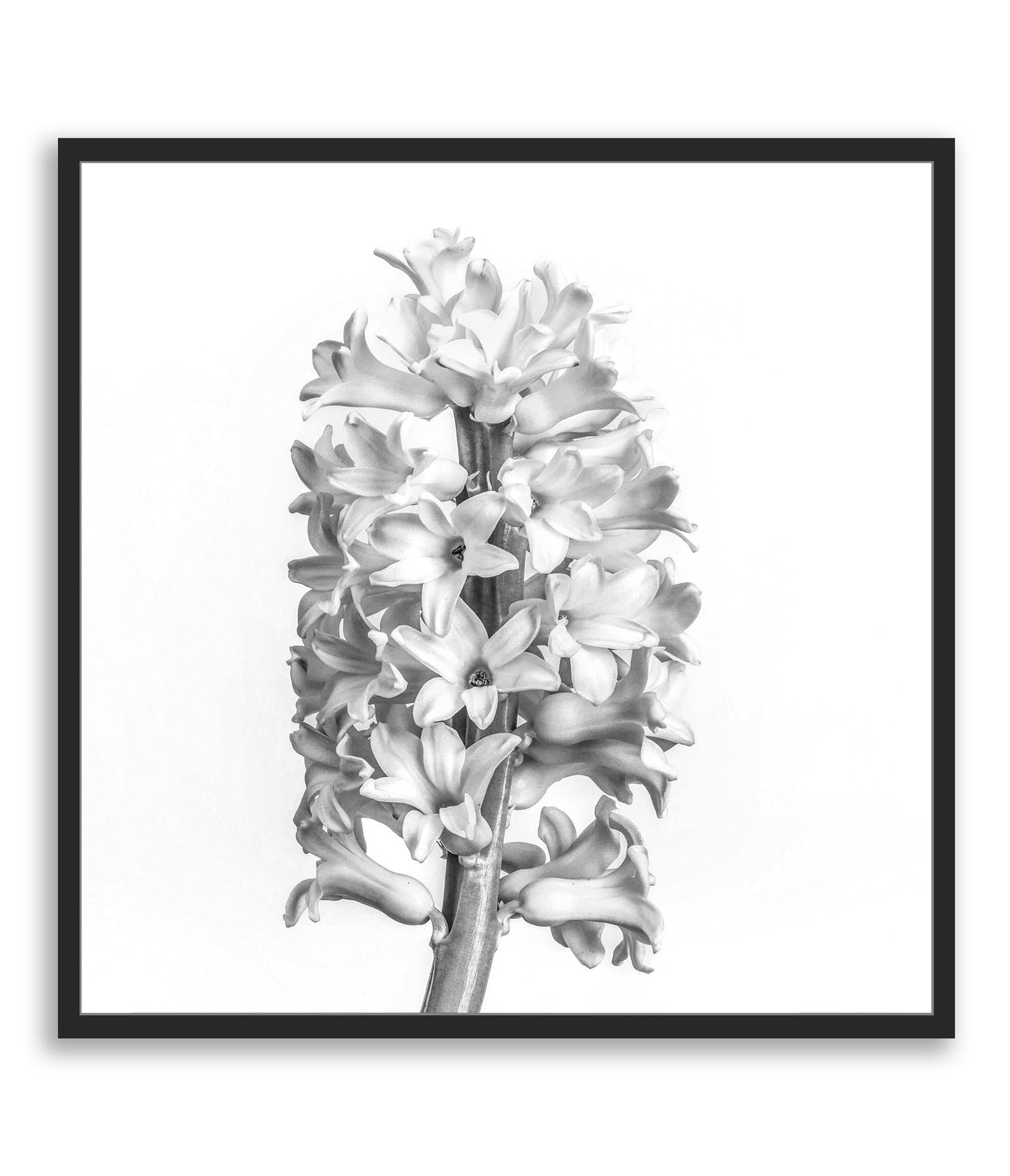 Black and White Beauty