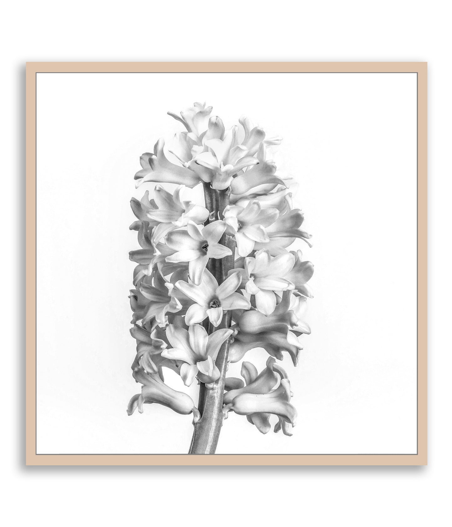 Black and White Beauty