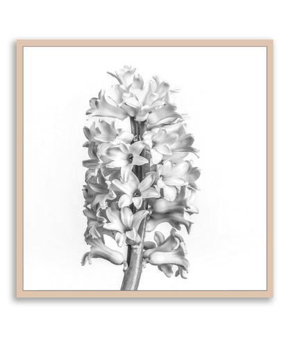 Black and White Beauty