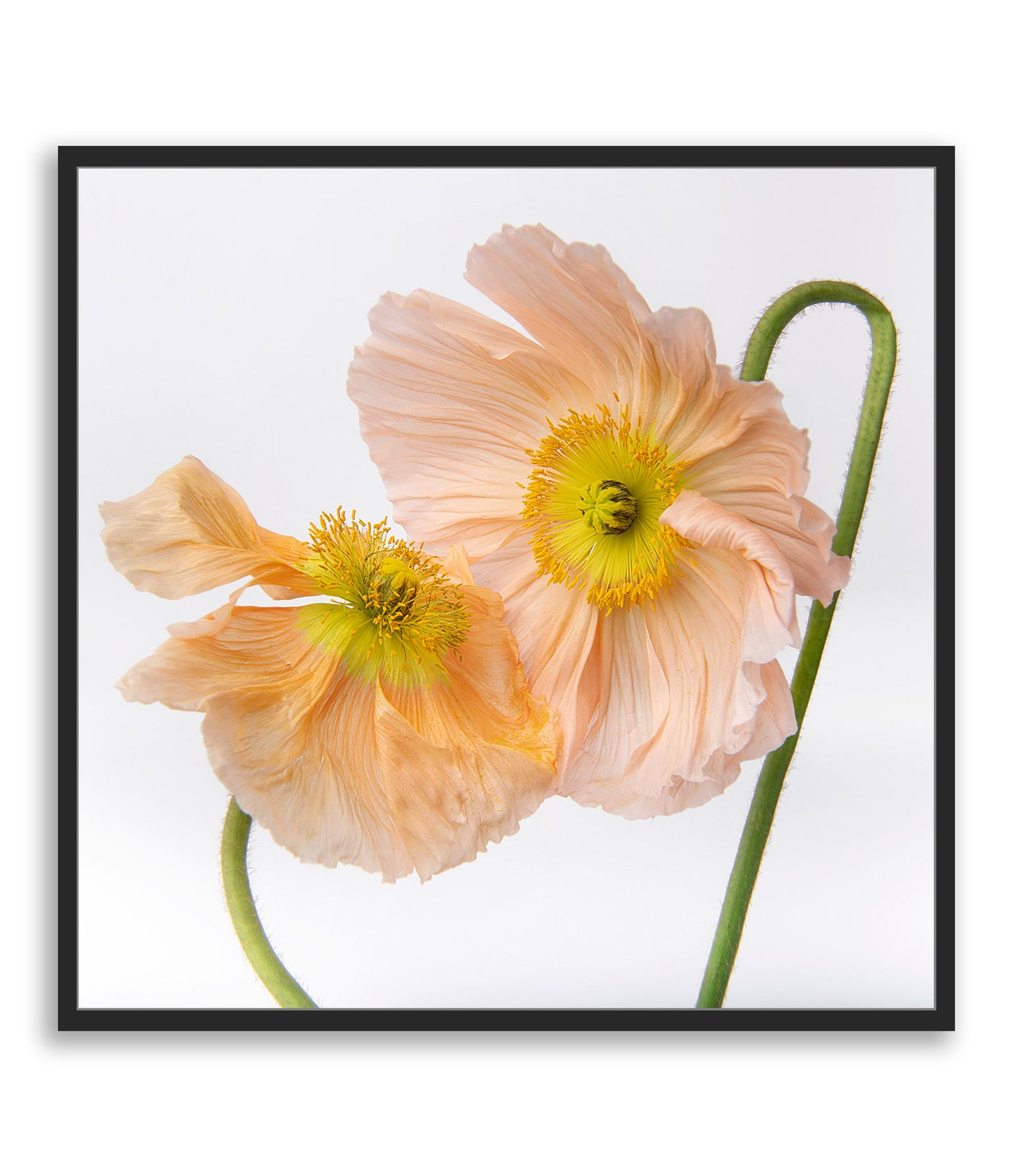 Choreography In Bloom