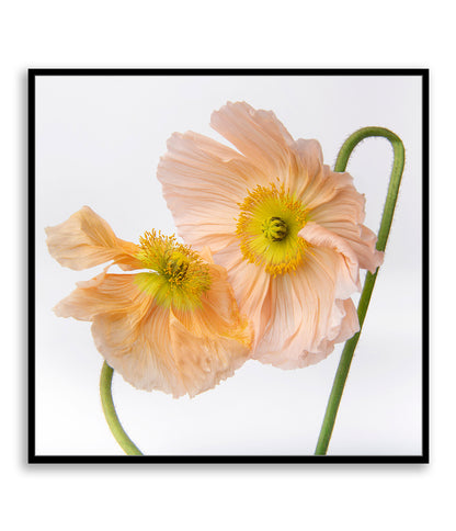 Choreography In Bloom