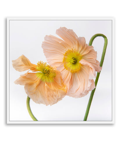 Choreography In Bloom