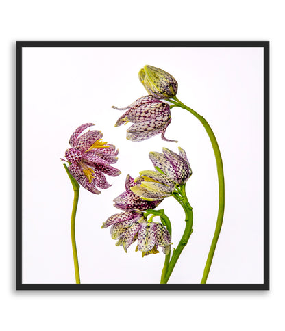 Delicate Negotiations