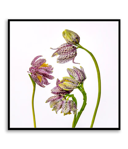 Delicate Negotiations