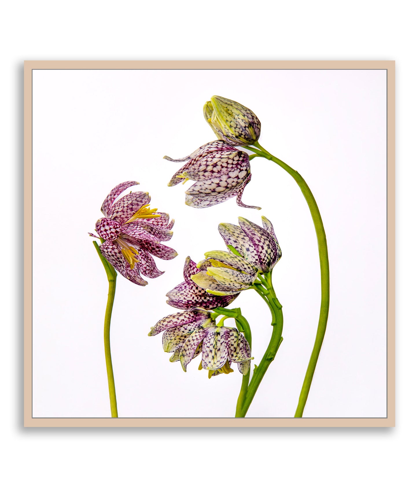 Delicate Negotiations