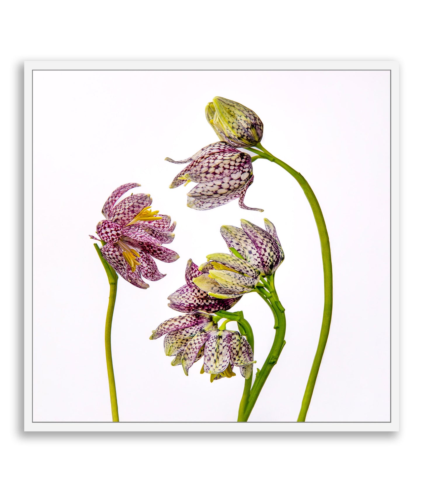 Delicate Negotiations