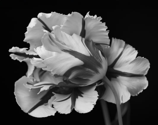 Cradling Blooms