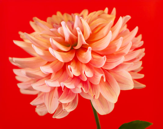 Energized Bloom