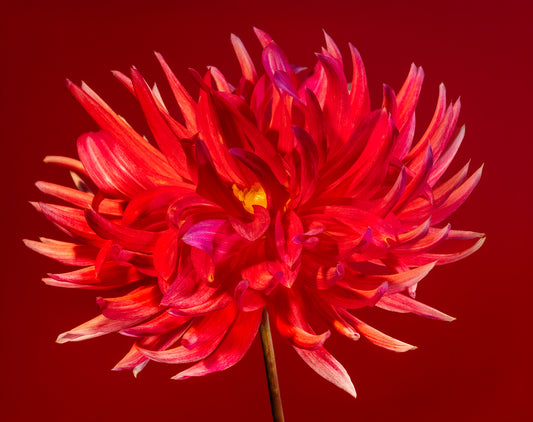 Fiery Floral