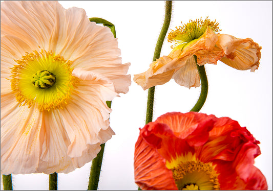 Invitation to Bloom