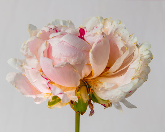 Peony Sundae