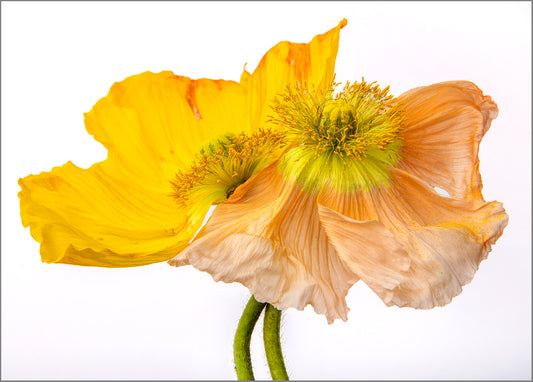 Presence of Petals