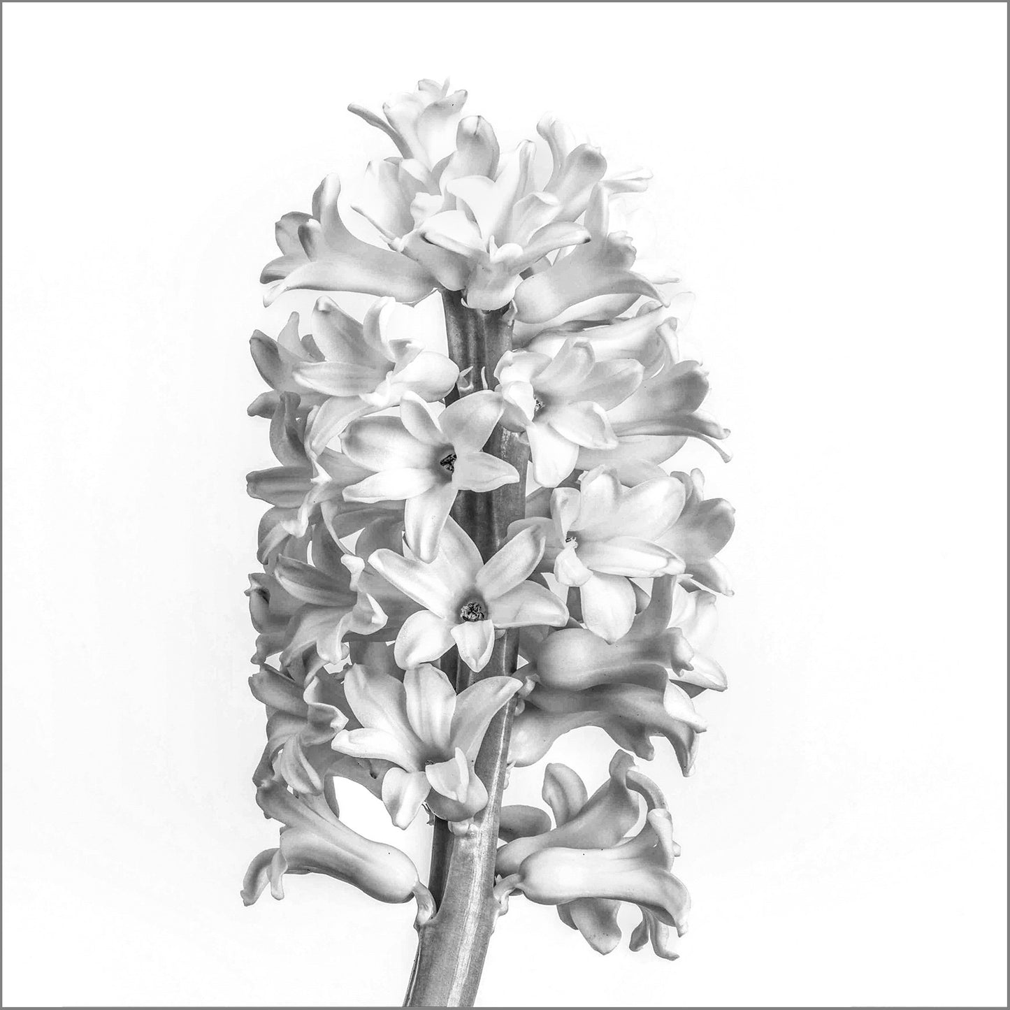 Black and White Beauty