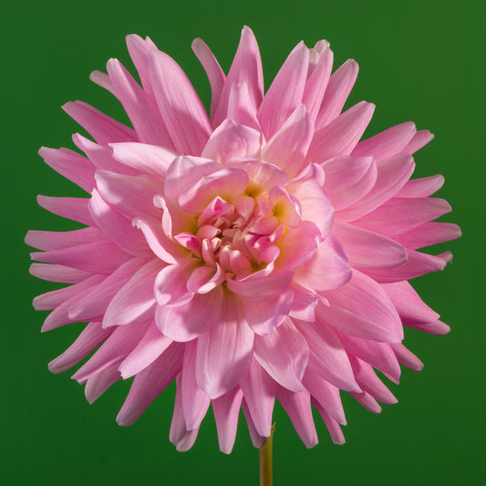 Bloom Stance