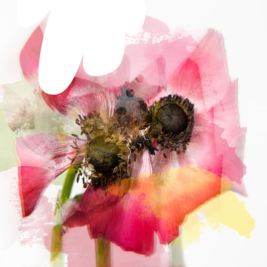 Bloom in Motion