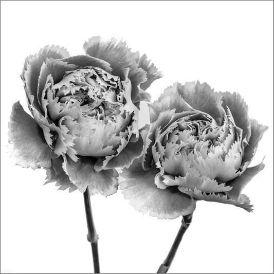 Blooming Bond