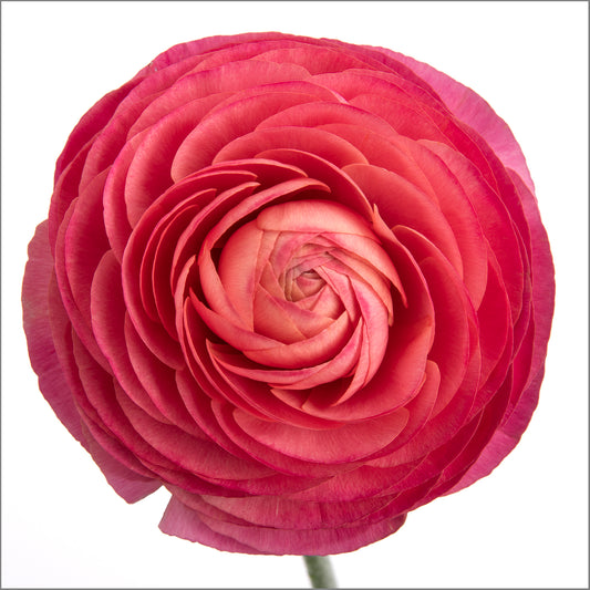 Blush of Bold