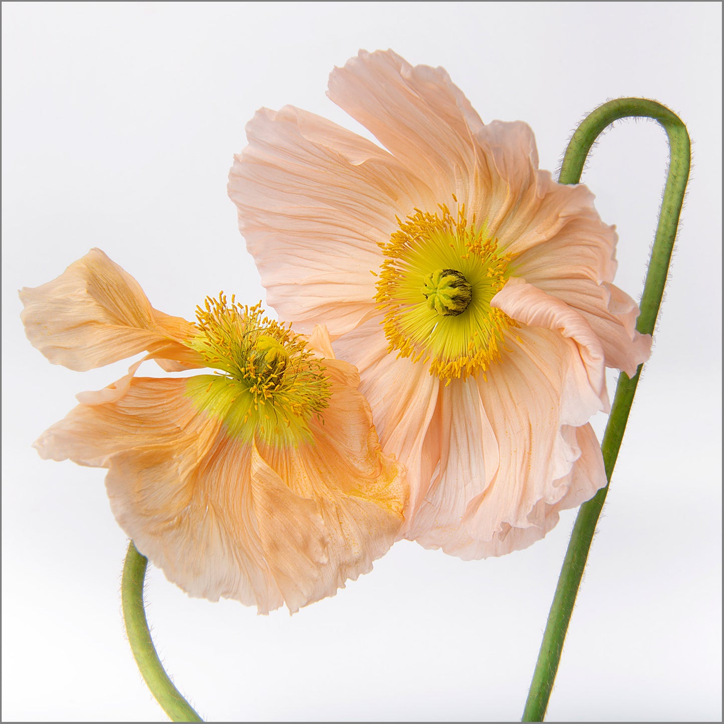 Choreography In Bloom