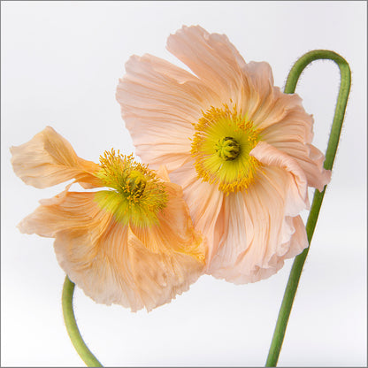 Choreography In Bloom