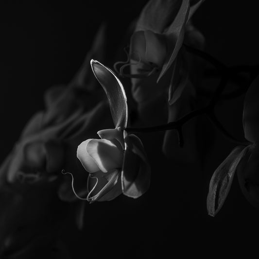Dark Grace