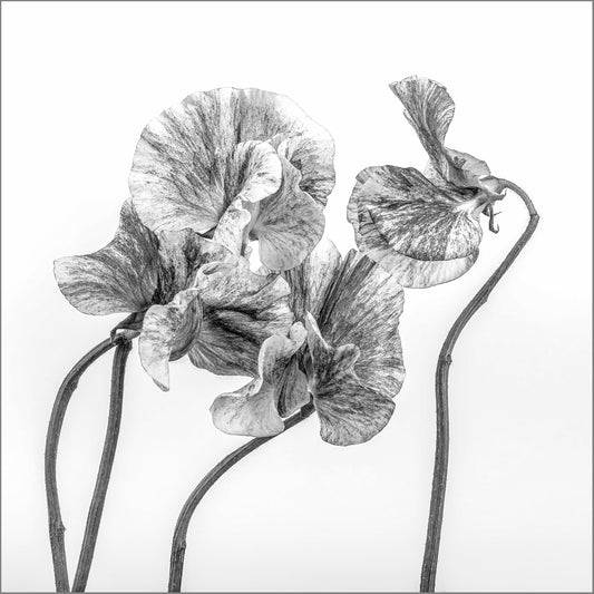 Delicate Exchange