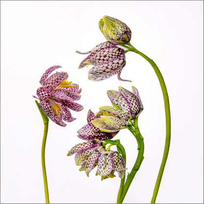 Delicate Negotiations