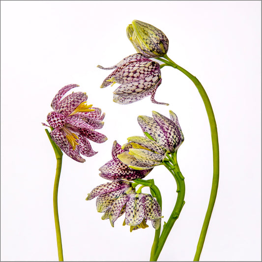 Delicate Negotiations