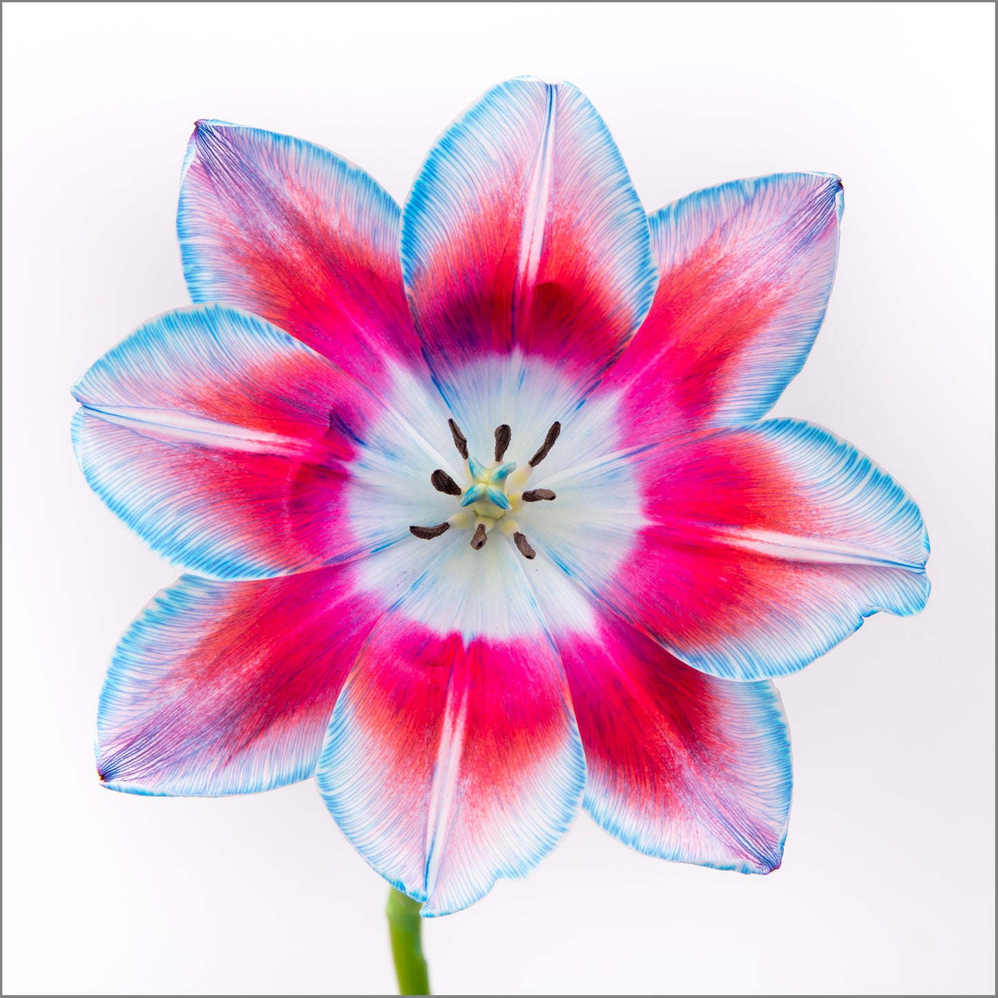 Edge of Blooming