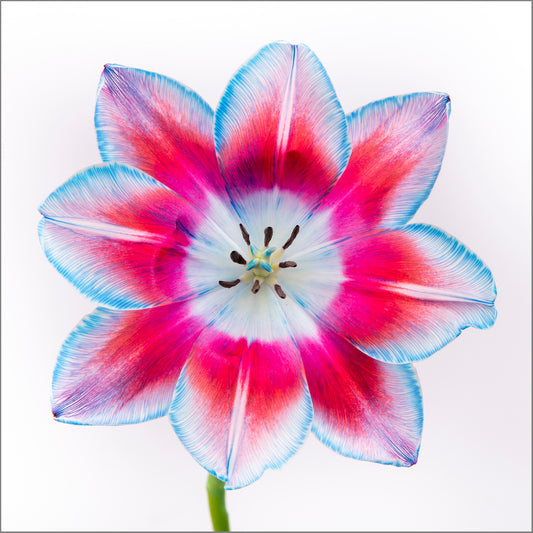 Edge of Blooming