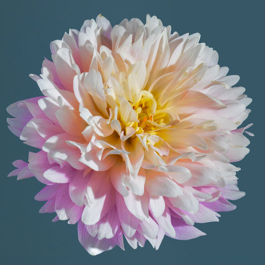 Femme Botanica
