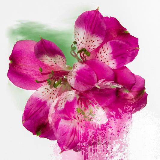 Floral Fusion