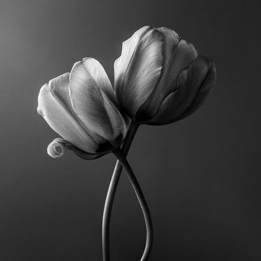 In Light and Dark