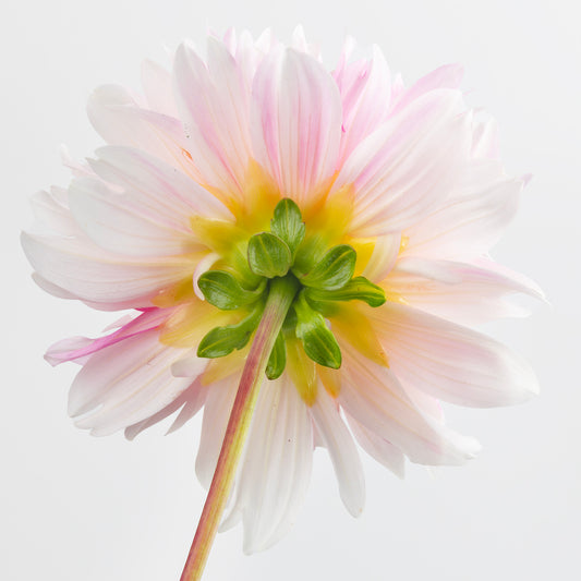 Luminous Glow