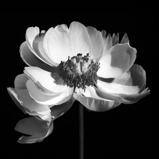 Moody Bloom