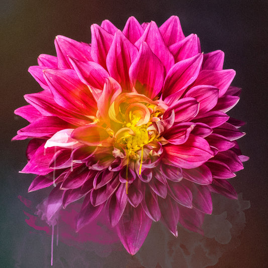 Painted Bloom