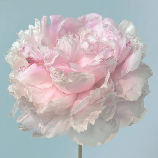 Pastry Petals