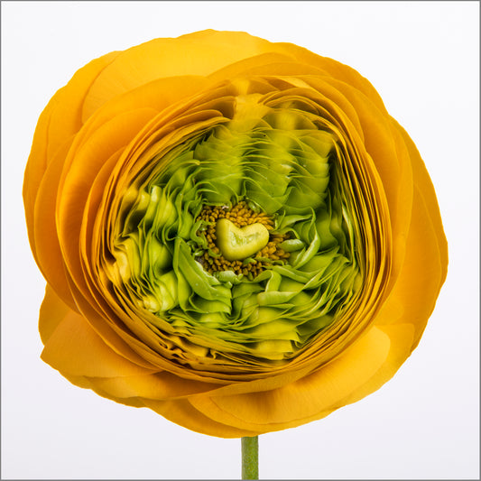 Petal by Petal