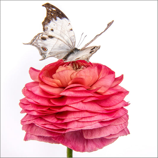 Petal Landing