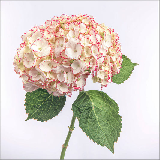 Power in Bloom