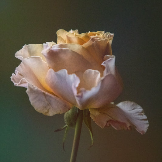 Pulse of Stillness