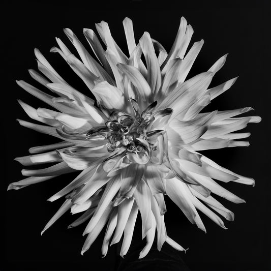Raw Radiance